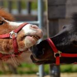 Nachhaltiges Reisen in Niederbayern: Biohof und Bio-Hotel als Vorbilder für umweltbewussten Tourismus