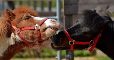 Nachhaltiges Reisen in Niederbayern: Biohof und Bio-Hotel als Vorbilder für umweltbewussten Tourismus