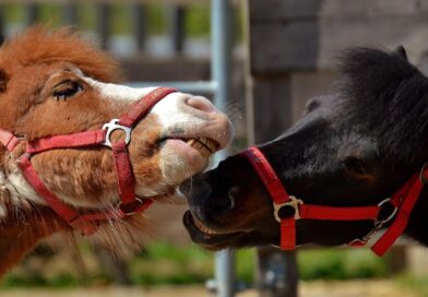 Nachhaltiges Reisen in Niederbayern: Biohof und Bio-Hotel als Vorbilder für umweltbewussten Tourismus