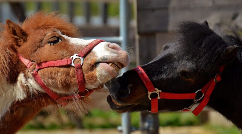 Nachhaltiges Reisen in Niederbayern: Biohof und Bio-Hotel als Vorbilder für umweltbewussten Tourismus